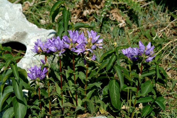 Campanula glomerata / Campanula a mazzetto